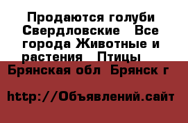 Продаются голуби Свердловские - Все города Животные и растения » Птицы   . Брянская обл.,Брянск г.